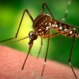 Dengue. A tropical viral disease transmitted by a mosquito, a kind named Aedes Egypti.  Just like with a ‘regular’ mosquito, it is only the female kind that is thirsty for blood […]
